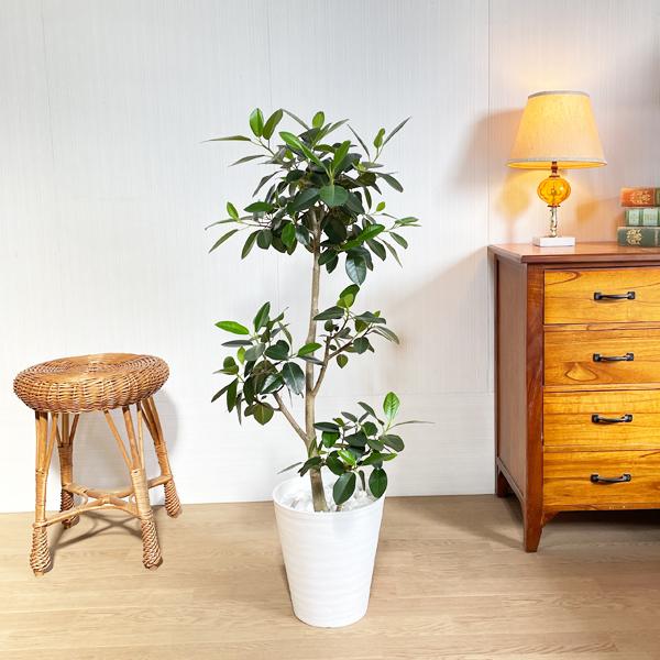 新しい到着 フランスゴム フランスゴムの木 フィカスルビギノーサ 観葉植物 ホワイトセラアート鉢 送料無料 即日出荷 Francestraight8 観葉植物のパーフェクトグリーン 通販 Yahoo ショッピング 安心の定価販売 Pandas Com Br