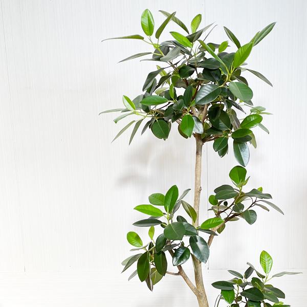 新しい到着 フランスゴム フランスゴムの木 フィカスルビギノーサ 観葉植物 ホワイトセラアート鉢 送料無料 即日出荷 Francestraight8 観葉植物のパーフェクトグリーン 通販 Yahoo ショッピング 安心の定価販売 Pandas Com Br