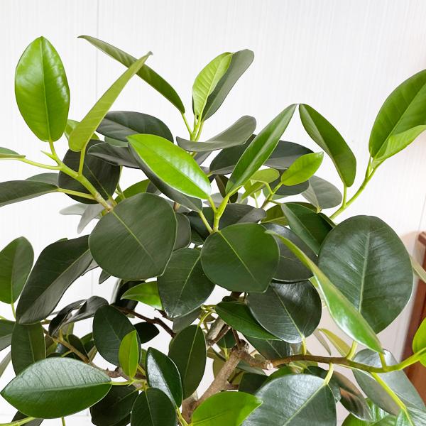 新しい到着 フランスゴム フランスゴムの木 フィカスルビギノーサ 観葉植物 ホワイトセラアート鉢 送料無料 即日出荷 Francestraight8 観葉植物のパーフェクトグリーン 通販 Yahoo ショッピング 安心の定価販売 Pandas Com Br