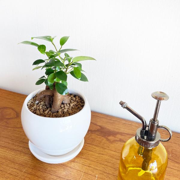 ガジュマル 丸型陶器鉢植え 卓上サイズ 観葉植物 ガジュマルの木 多幸の木 ガジュマロ 送料無料 即日出荷 G21sansebk 観葉植物のパーフェクトグリーン 通販 Yahoo ショッピング