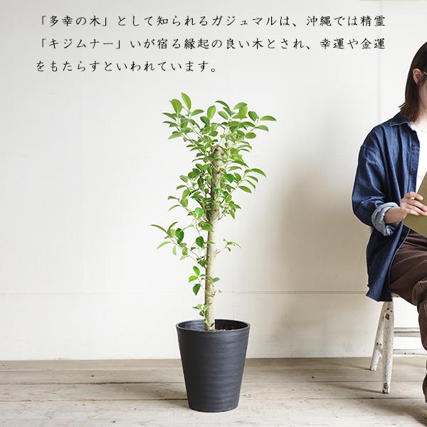 ガジュマル 多幸の木 黒セラアート鉢植え 中型 大型 ガジュマルの木