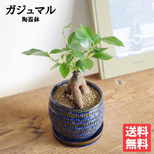 ガジュマル 藍色の陶器鉢植え 卓上サイズ 観葉植物 ミニ Bonsaibowl 送料無料 即日出荷 ブルー 青 安全