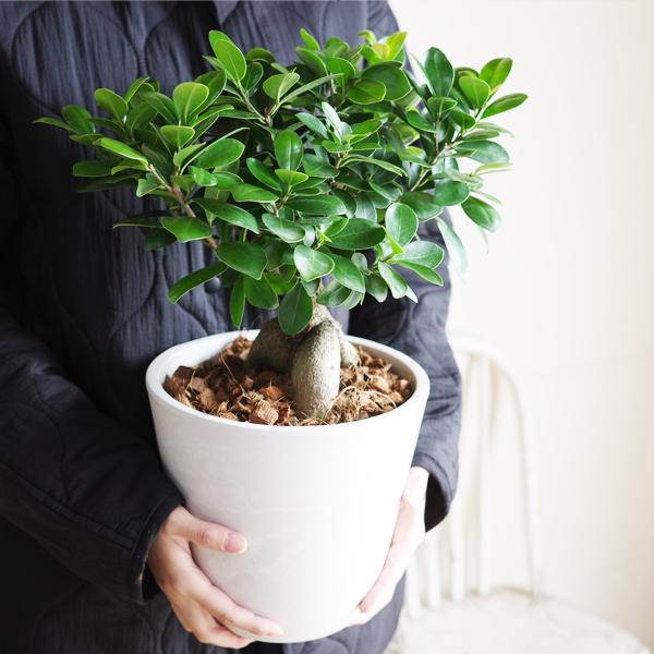 ガジュマル Lサイズ 大きめ ガジュマルの木 観葉植物 ボタニー鉢植え