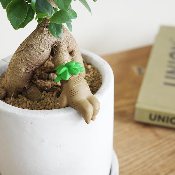 ガジュマル アッシュグレー セメント鉢植え 観葉植物 ミニ 卓上 グレー