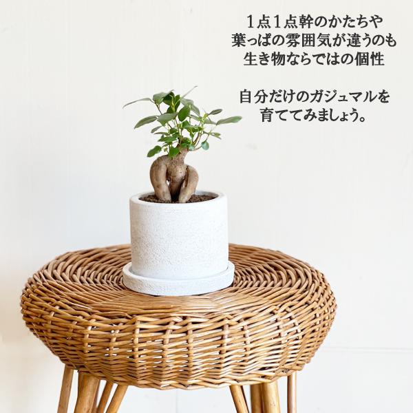 ガジュマル 白色鉢植え セメントホワイト 観葉植物 ミニ 卓上 セメント
