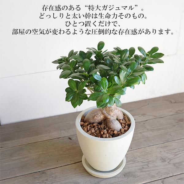 ガジュマル ガジュマルの木 大きい 大型 特大 アイボリーテラコッタ