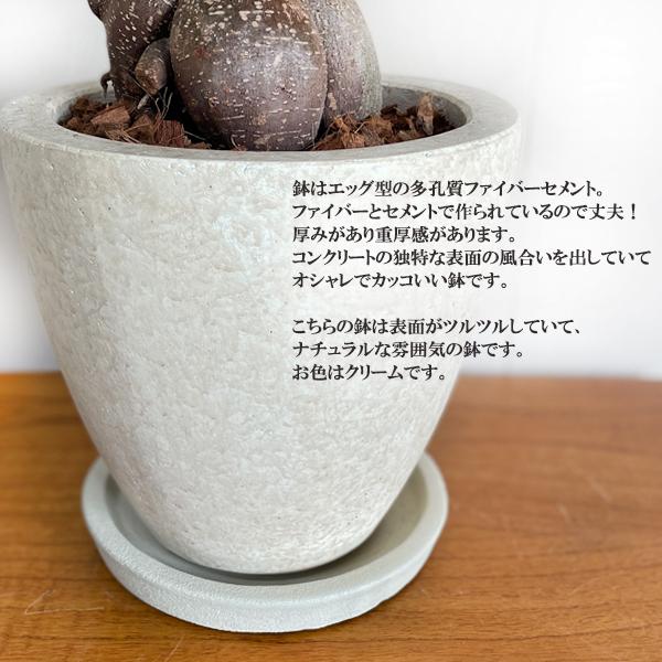 ガジュマル ガジュマルの木 大きい 大型 特大 ファイバーポット ガジュマル ガジュマルの木 大きい 大型 特大 ファイバーポット