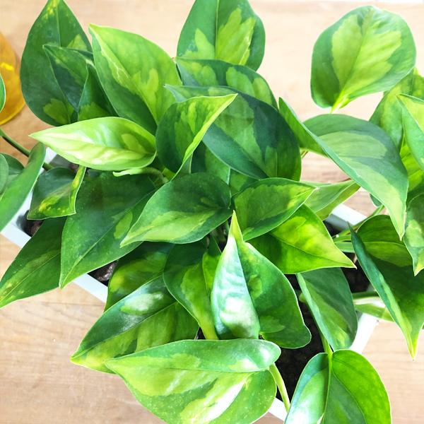 ポトス グローバルグリーン スクエア鉢植え ボタニープランター
