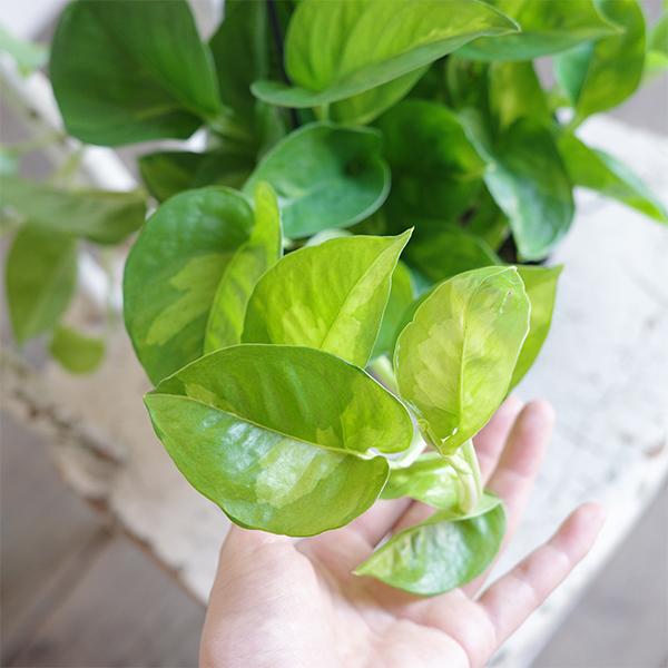 ポトス グローバルグリーン 新品種 吊り鉢 観葉植物 送料無料 珍しい品種 丈夫 吊るす 吊り 即日出荷 |  | 01