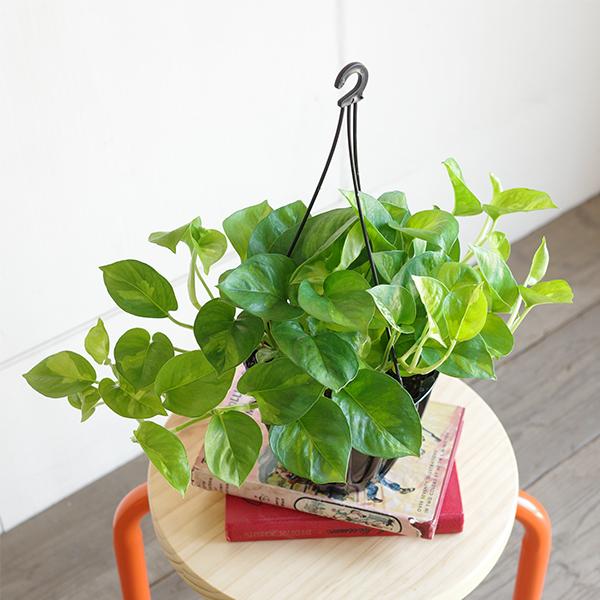 ポトス グローバルグリーン 新品種 吊り鉢 観葉植物 送料無料 珍しい品種 丈夫 吊るす 吊り 即日出荷 |  | 03