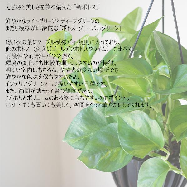 ポトス グローバルグリーン 新品種 吊り鉢 観葉植物 送料無料 珍しい品種 丈夫 吊るす 吊り 即日出荷 |  | 04