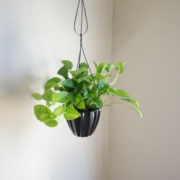 ポトス グローバルグリーン 新品種 吊り鉢 観葉植物 送料無料 珍しい品種 丈夫 吊るす 吊り 即日出荷 |  | 06