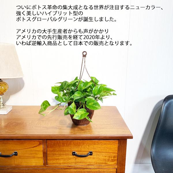 ポトス グローバルグリーン 新品種 吊り鉢 観葉植物 送料無料 珍しい品種 丈夫 吊るす 吊り 即日出荷 |  | 04