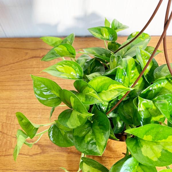 ポトス グローバルグリーン 新品種 吊り鉢 観葉植物 送料無料 珍しい品種 丈夫 吊るす 吊り 即日出荷 Globalp 観葉植物のパーフェクトグリーン 通販 Yahoo ショッピング