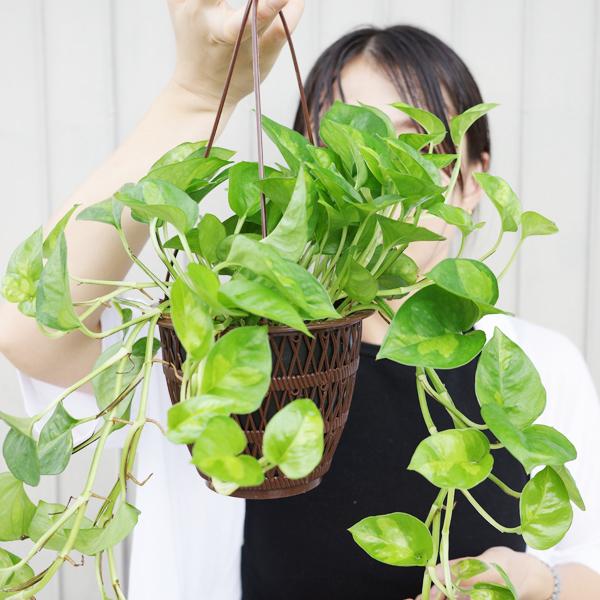 ポトス グローバルグリーン 新品種 吊り鉢 観葉植物 送料無料 珍しい