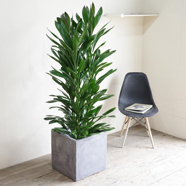 グローカル 観葉植物 10号 大型 アッシュグレー キューブ型 高級鉢