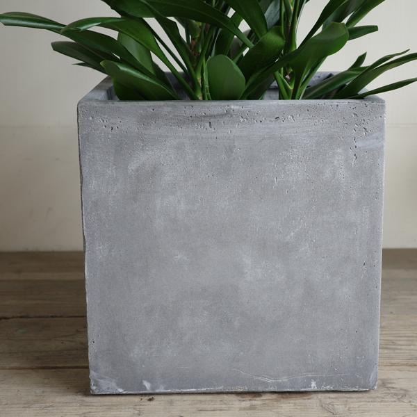 グローカル 観葉植物 10号 大型 アッシュグレー キューブ型 高級鉢