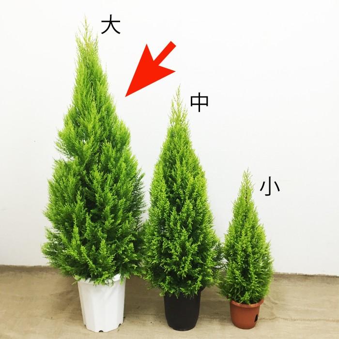 法人宛送料無料 ゴールドクレスト 10号 良品お届け コニファー 大型 鉢植え 観葉植物 苗 苗木 庭木 植木 ハーブ インテリア 大 １０号鉢 尺鉢 Goldcr10 観葉植物のパーフェクトグリーン 通販 Yahoo ショッピング