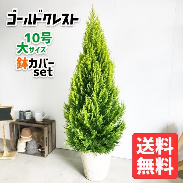 法人宛送料無料 ゴールドクレスト 鉢カバー付き 10号 良品お届け コニファー 大型 鉢植え 観葉植物 苗 苗木 庭木 植木 ハーブ インテリア 大 １０号鉢 尺鉢 Sieuthicongtrinh Vn