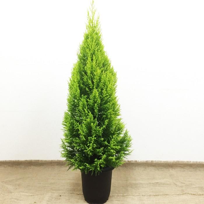 ゴールドクレスト ８号鉢 コニファー 鉢植え 観葉植物 苗 苗木 庭木 植木 ハーブ インテリア 中型 大型 送料無料 Goldcr 観葉植物のパーフェクトグリーン 通販 Yahoo ショッピング