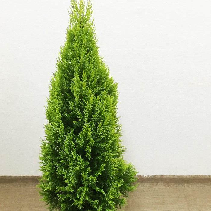 ゴールドクレスト ８号鉢 コニファー 鉢植え 観葉植物 苗 苗木 庭木 植木 ハーブ インテリア 中型 大型 送料無料 Goldcr 観葉植物のパーフェクトグリーン 通販 Yahoo ショッピング