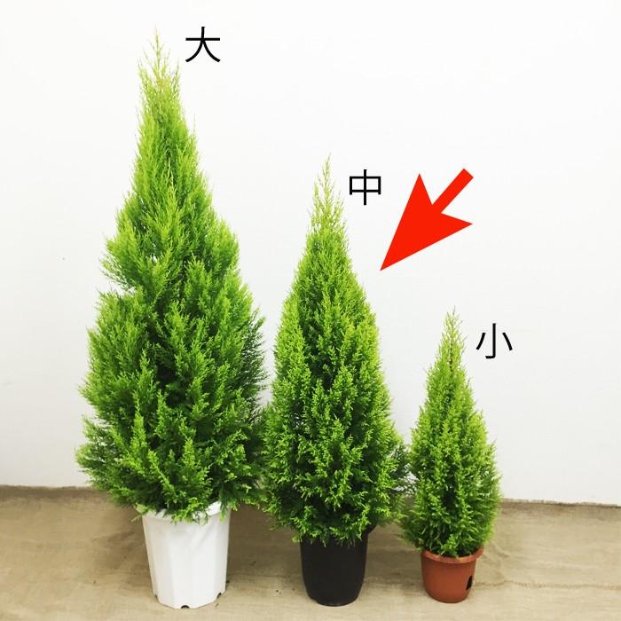 ゴールドクレスト ８号鉢 コニファー 鉢植え 観葉植物 苗 苗木 庭木 植木 ハーブ インテリア 中型 大型 送料無料 Goldcr 観葉植物のパーフェクトグリーン 通販 Yahoo ショッピング