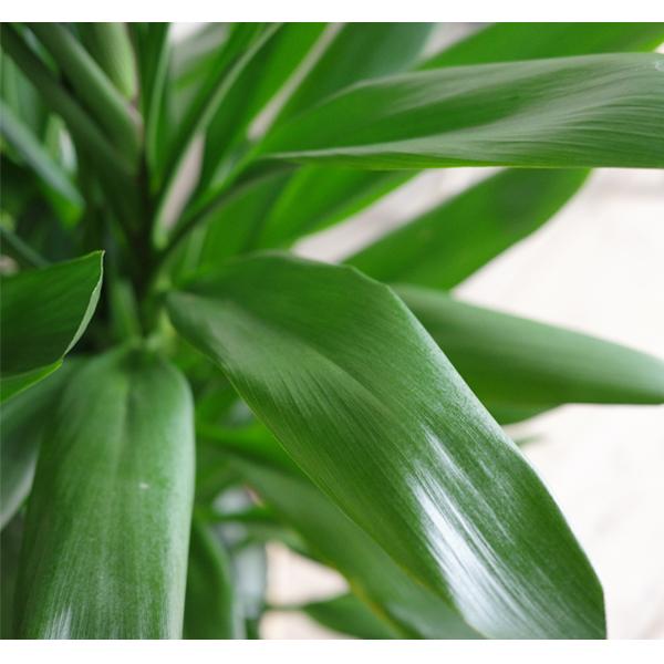 グローカル ドラセナ コルジリネ 大鉢 10号 観葉植物 大型 目隠し 寒さ