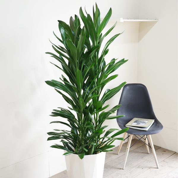 グローカル ドラセナ コルジリネ 大鉢 10号 観葉植物 大型 目隠し 寒さ