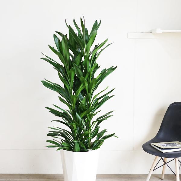 【TV.g⚠愛知県＋ゼラニカ追加】♪ドラセナグローカル10号③ グローカル ドラセナ コルジリネ 大鉢 10号 観葉植物 大型 目隠し 寒さ