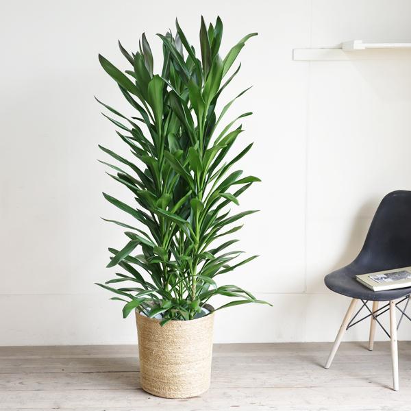 グローカル 観葉植物 10号 大型 バナナリーフ鉢カバー付 ドラセナ