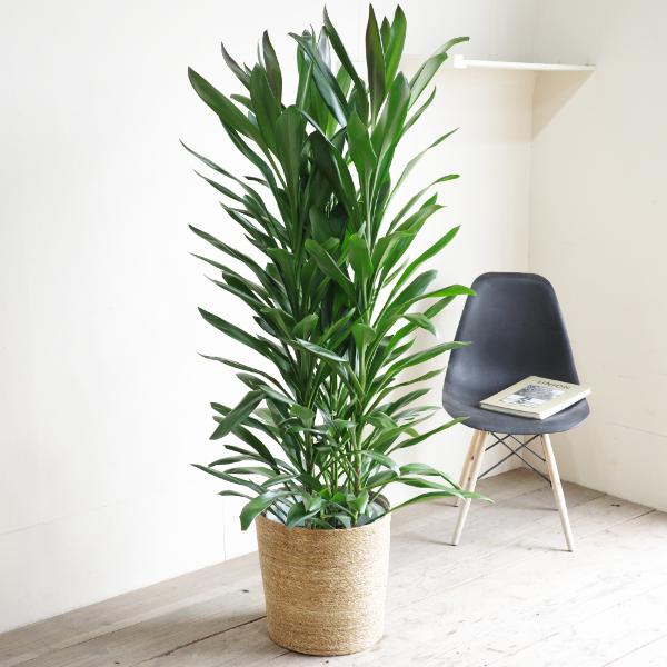 グローカル 観葉植物 10号 大型 バナナリーフ鉢カバー付 ドラセナ