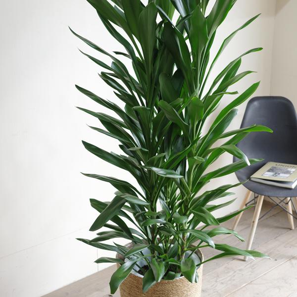 グローカル 観葉植物 10号 大型 バナナリーフ鉢カバー付 ドラセナ