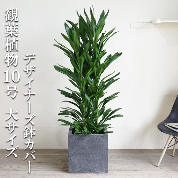 人気ショップが最安値挑戦 法人宛送料無料 グローカル 10号 キューブ型 デザイナーズ 高級鉢カバー付 ブラック 観葉植物 大型 10号鉢 大サイズ ドラセナ コルジリネ 目隠し 寒さに強い Grocalcubebk 観葉植物のパーフェクトグリーン 通販 Yahoo ショッピング