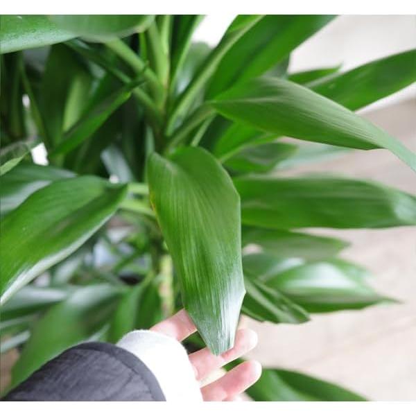 グローカル 観葉植物 10号 大型 キューブ型 高級鉢カバー付 ブラック