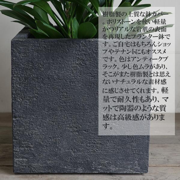 グローカル 観葉植物 10号 大型 キューブ型 高級鉢カバー付 ブラック