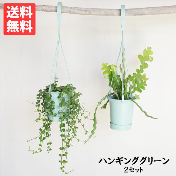 観葉植物 吊るすタイプ ２セット 鉢付き おしゃれ 吊り下げ ハンギング お任せセット 吊り鉢 吊るす 丈夫 かわいい 送料無料 | 
