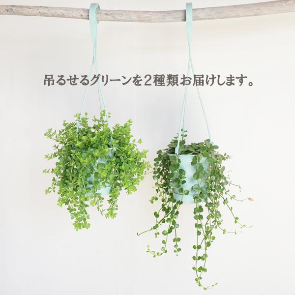 観葉植物 吊るすタイプ ２セット 鉢付き おしゃれ 吊り下げ ハンギング お任せセット 吊り鉢 吊るす 丈夫 かわいい 送料無料 |  | 02