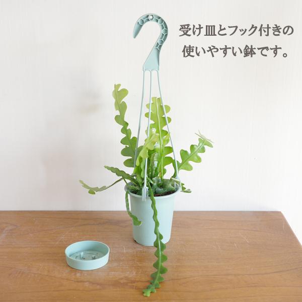 観葉植物 吊るすタイプ 2セット 鉢付き おしゃれ 吊り下げ