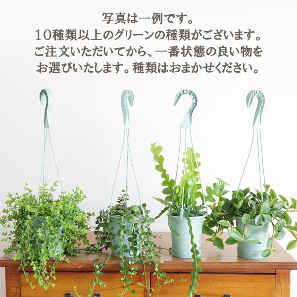 観葉植物 吊るすタイプ 2セット 鉢付き おしゃれ 吊り下げ 観葉植物 吊るすタイプ 2セット 鉢付き おしゃれ 吊り下げ