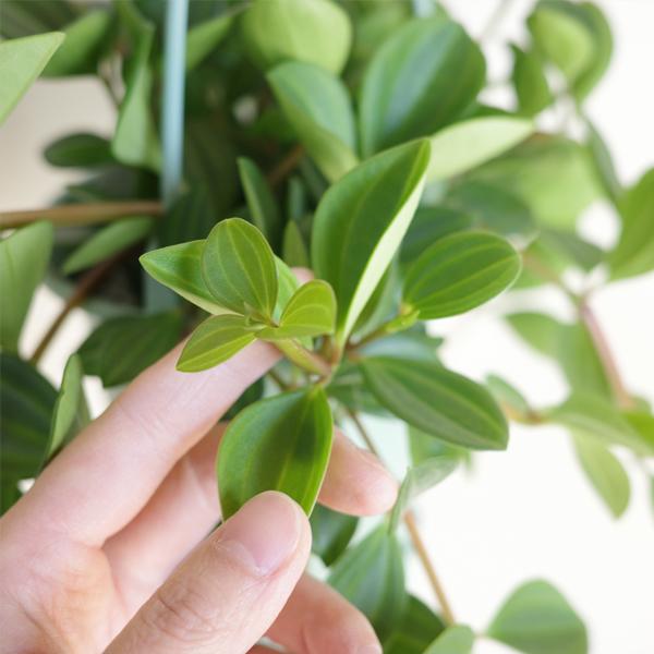観葉植物 吊るすタイプ ２セット 鉢付き おしゃれ 吊り下げ ハンギング お任せセット 吊り鉢 吊るす 丈夫 かわいい 送料無料 |  | 09