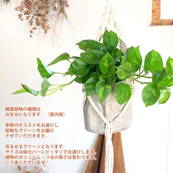 吊るして飾る 観葉植物 ハンギング お任せ セット プラントハンガー コットン クラフト 送料無料 吊り下げ ハンギング 吊るす マクラメ プラントハンギング Hangcraftset 観葉植物のパーフェクトグリーン 通販 Yahoo ショッピング