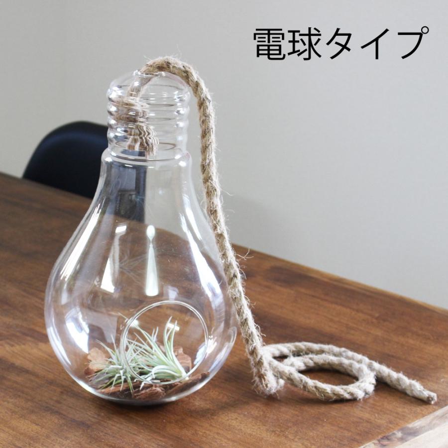 ハンギング ガラス ロープ付き エアプランツ 観葉植物 多肉植物
