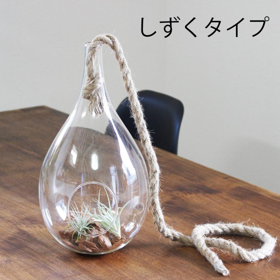 ハンギング ガラス ロープ付き エアプランツ 観葉植物 多肉植物
