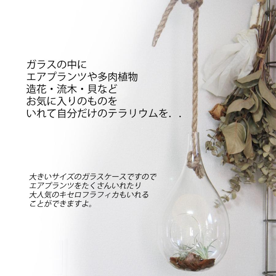 ハンギング ガラス ロープ付き エアプランツ 観葉植物 多肉植物