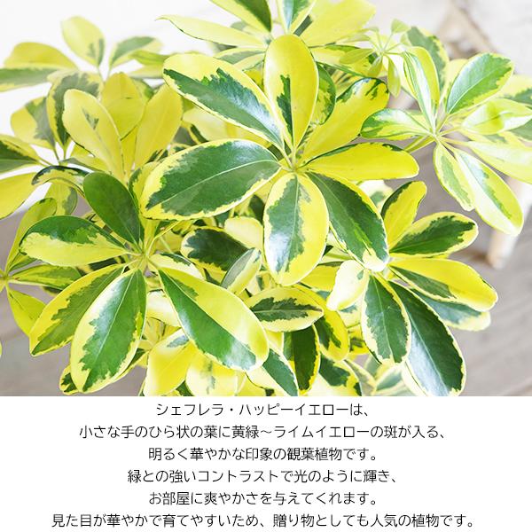 100cm カポック（シェフレラ） 6-7号 ハッピーイエロー 曲り プラスチック　鉢　観葉植物　インテリア　デザイン　オフィス　家　リビング　サロン　新築祝い、開店祝い、就職祝い　ブラック　フラワースタンド　黒 観葉植物 シェフレラ（カポック） 7号 ハッピーイエロー 曲り