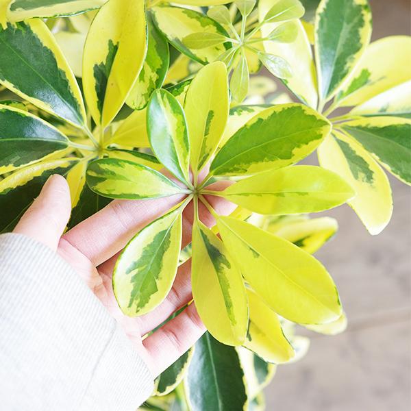 シェフレラ ハッピーイエロー ブラックテラコッタ鉢植え 観葉植物 本物