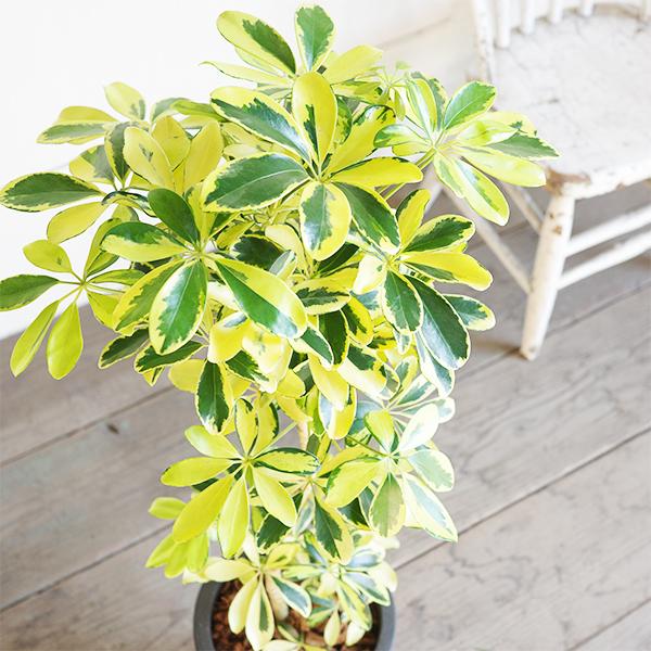 シェフレラ ハッピーイエロー ブラックテラコッタ鉢植え 観葉植物 本物