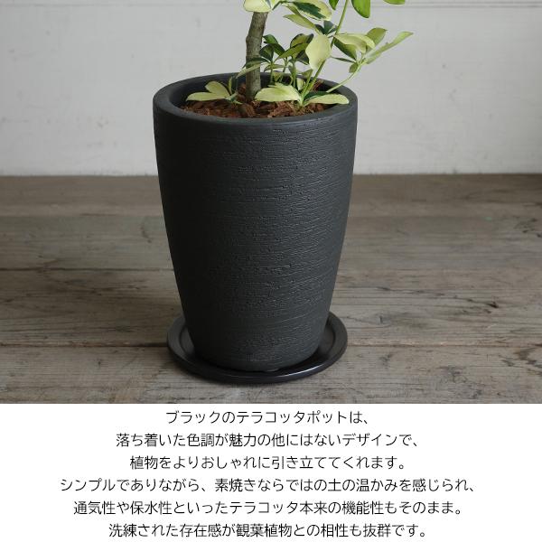 シェフレラ ハッピーイエロー ブラックテラコッタ鉢植え 観葉植物 本物