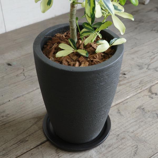 シェフレラ ハッピーイエロー ブラックテラコッタ鉢植え 観葉植物 本物