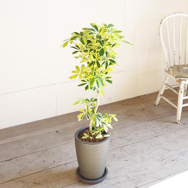 シェフレラ ハッピーイエロー ブラックテラコッタ鉢植え 観葉植物 本物